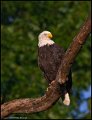 _0SB8871 american bald eagle